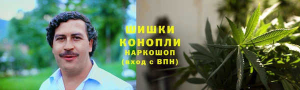 прущие грибы Абаза
