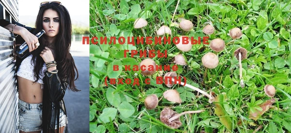 прущие грибы Абаза